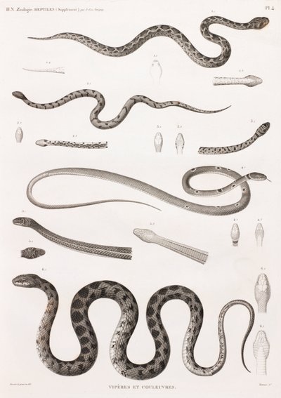 Reptilien: Vipern und Schlangen von Unbekannt
