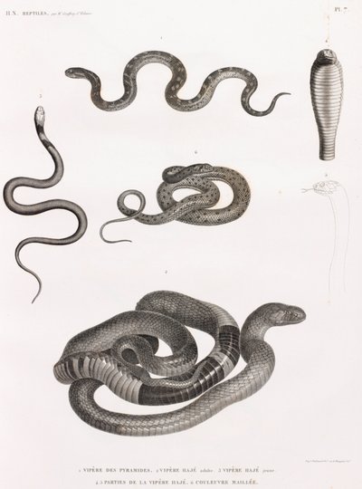 Reptilien: Serie von Illustrationen von Schlangen von Unbekannt