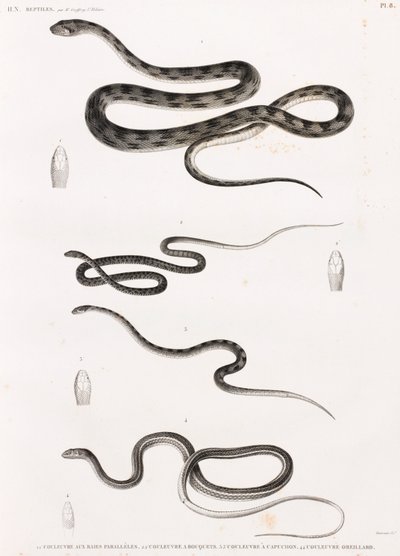 Reptilien: Serie von Schlangenillustrationen von Unbekannt