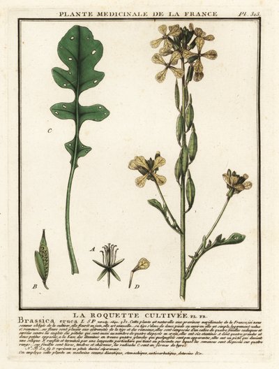 Rauke, Eruca vesicaria von Unbekannter Künstler