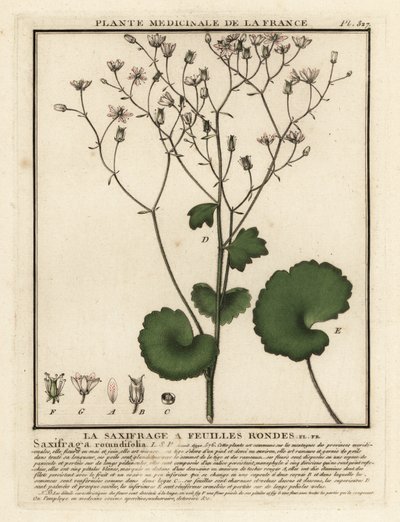 Rundblättriger Steinbrech, Saxifraga rotundifolia von Unbekannter Künstler