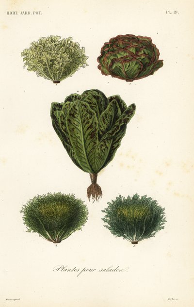 Salatgemüse, plantes pour salades von Unbekannt