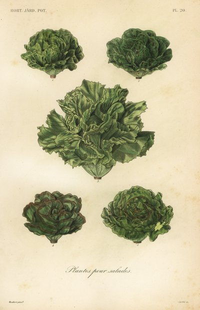 Salatgemüse, plantes pour salades von Unbekannt