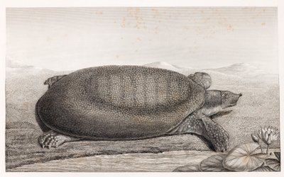 Seitenansicht einer Schildkröte von Unbekannt