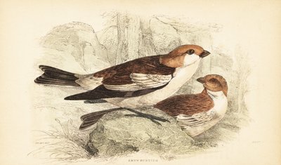 Schneeammer, Plectrophenax nivalis (Stich) von Unbekannter Künstler