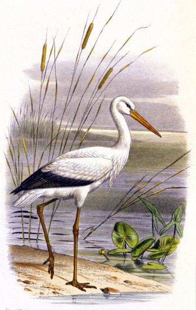 Storch, ca. 1850 (Lithographie) von Unbekannter Künstler