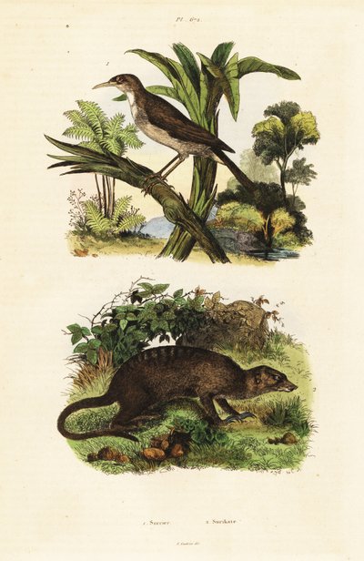 Sonnenvogel und Erdmännchen (Gravur) von Unbekannter Künstler