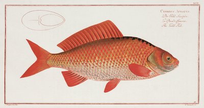 Der Goldfisch von Unbekannter Künstler