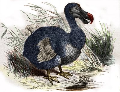 Der Dodo von Unbekannter Künstler
