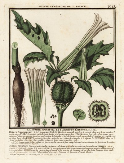 Stechapfel, Datura stramonium von Unbekannter Künstler