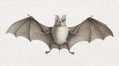 Dreizack-Hufeisenfledermaus, Fledermäuse in Ägypten von Unbekannt
