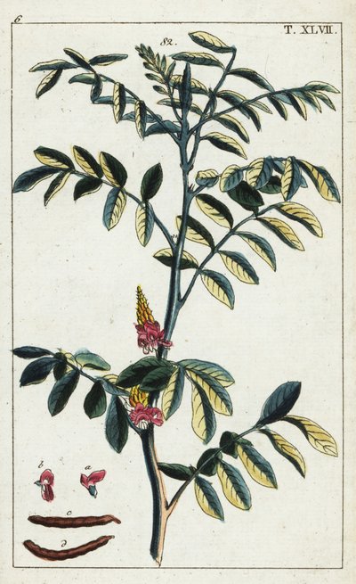 Echter Indigo, Indigofera tinctoria von Unbekannter Künstler