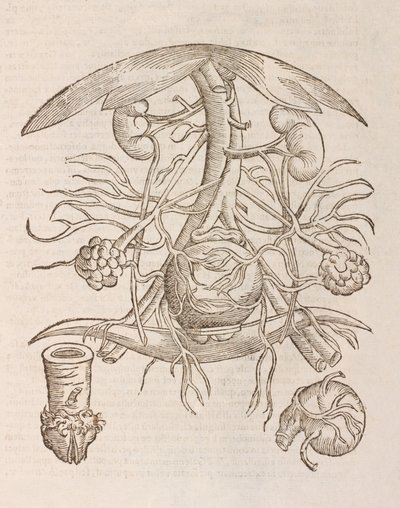 Uterus orificium internum ostendens von Unbekannt