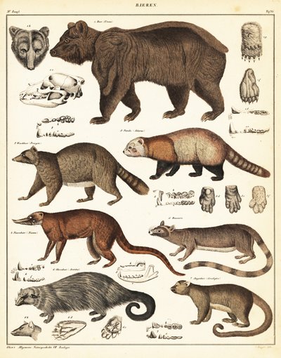 Verschiedene Bären (Lithografie) von Unbekannter Künstler
