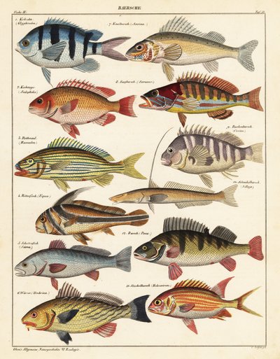 Verschiedene Fische von Unbekannter Künstler
