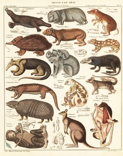 Verschiedene Beuteltiere (Lithografie) von Unbekannter Künstler