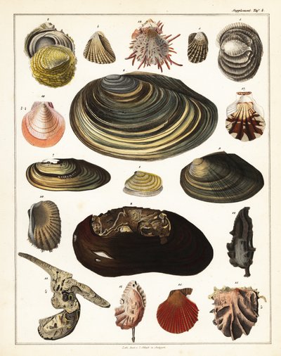 Verschiedene Muscheln, Mollusken (Lithographie) von Unbekannter Künstler