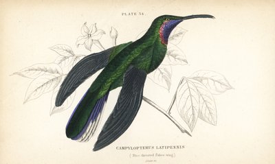 Weißschwanz-Säbelwing, Campylopterus ensipennis (Blaukehl-Säbelwing, Trochilus latipennis). Handkolorierter Stahlstich von William Lizars aus Sir William Jardines Naturalist