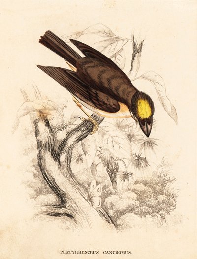 Weißkehlspateltyrann, Platyrinchus mystaceus. Handkolorierter Stahlstich aus Georg Friedrich Treitschkes Naturhistorischer Bildersaal des Thierreiches, Leipzig. von Unbekannter Künstler