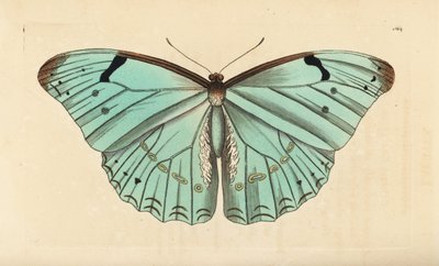 Weißer Morpho, Morpho laertes von Unbekannt
