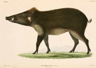 Wildschwein, Indonesien von Unbekannter Künstler