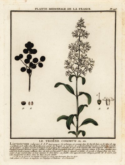Gewöhnlicher Liguster, Ligustrum vulgare von Unbekannter Künstler