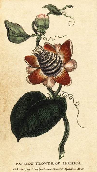Geflügelte Passionsblume, Passiflora elata (Kupferstich) von Unbekannter Künstler