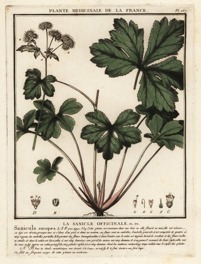 Sanikel von Unbekannter Künstler