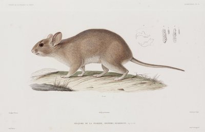 Waldmaus, USA von Unbekannt