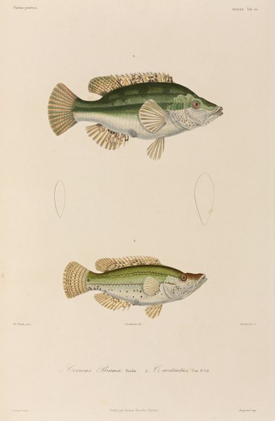 Lippfische, Schwarzes Meer von Unbekannter Künstler