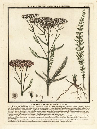 Schafgarbe, Achillea millefolium von Unbekannter Künstler