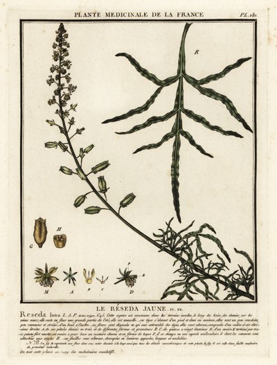 Gelbe Resede, Reseda lutea von Unbekannter Künstler