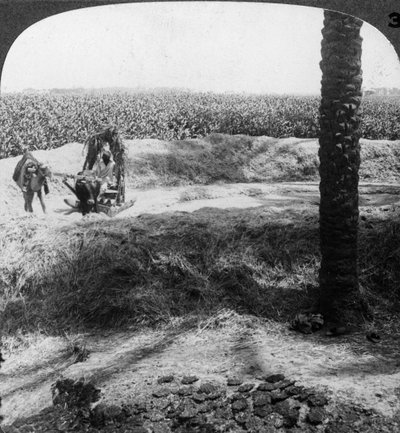 Dreschen in Ägypten, 1905 von Underwood and Underwood