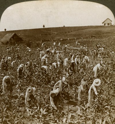 Tabakfeld, Montpeller, Jamaika, 1900 von Underwood and Underwood