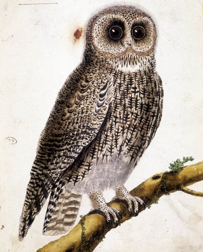 Eine Eule von Unknown artist