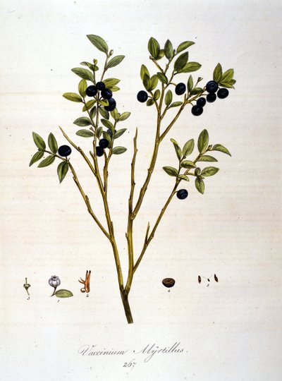 Heidelbeeren: Botanische Tafel des 19. Jahrhunderts von Unknown artist