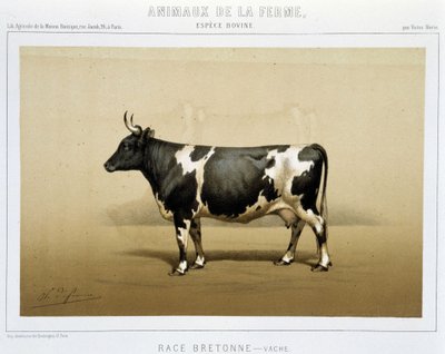 Bretonische Kuh von Unknown artist