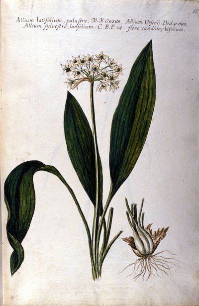 Knoblauch. Herbarium aus dem 19. Jahrhundert von Unknown artist