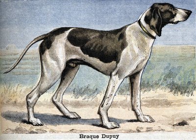 Jagdhund: Braque Dupuy von Unknown artist