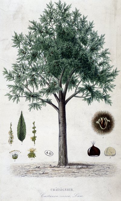 Blätter, Früchte und Kastanienbaum, botanische Tafel von Unknown artist