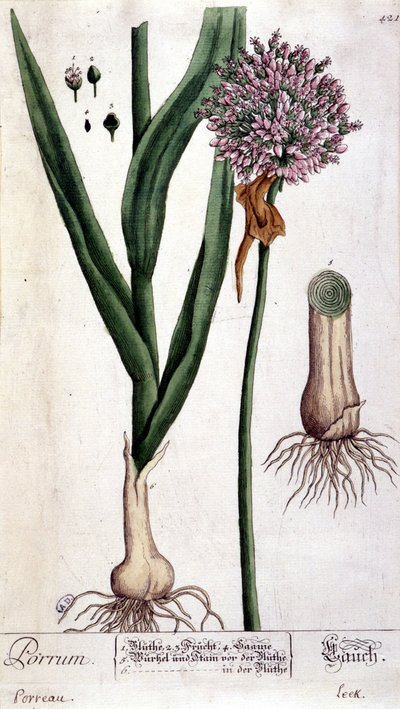 Lauch - botanische Tafel von Unknown artist