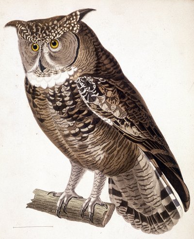 Raubvogel: Afrikanische Eule. Gravur aus dem 19. Jahrhundert von Unknown artist