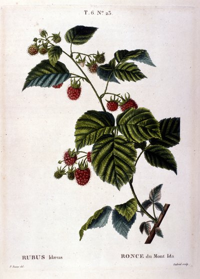 Himbeere und Frucht: Botanische Tafel des 19. Jahrhunderts von Unknown artist