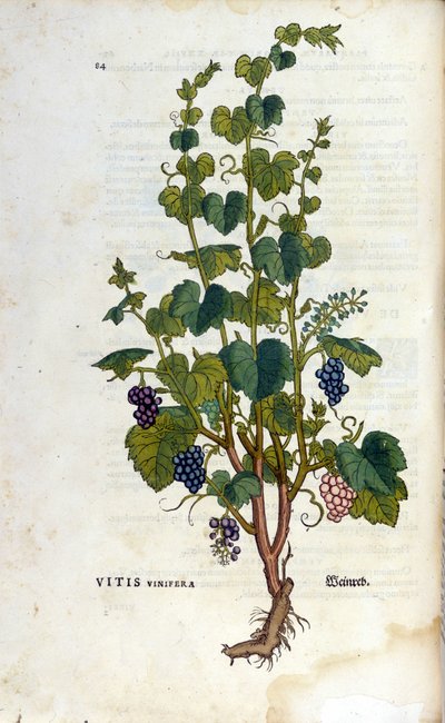 Roter Wein. Herbarium des 19. Jahrhunderts von Unknown artist