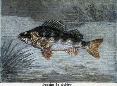 Flussbarsch. Gravur von 1897 von Unknown artist
