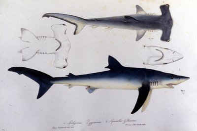 Haie: Hammerhai und Blauhai von Unknown artist