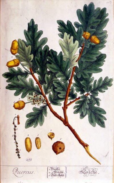 Die Eiche (Quercus) - botanische Tafel von Unknown artist