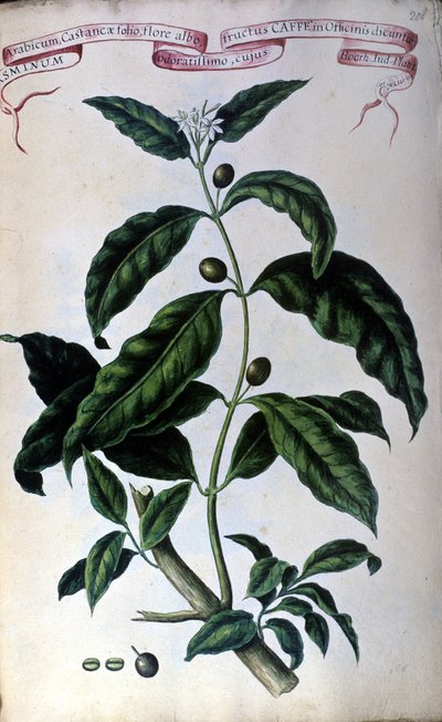 Der Kaffeebaum. Herbarium des 19. Jahrhunderts von Unknown artist