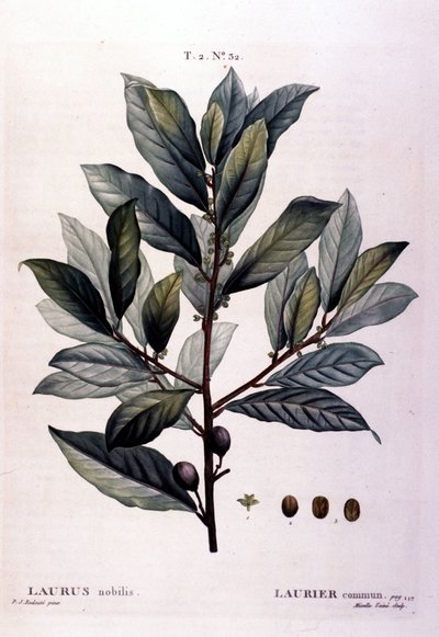 Der Lorbeer. Herbarium des 19. Jahrhunderts von Unknown artist