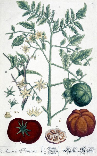 Tomate, botanische Tafel von Unknown artist